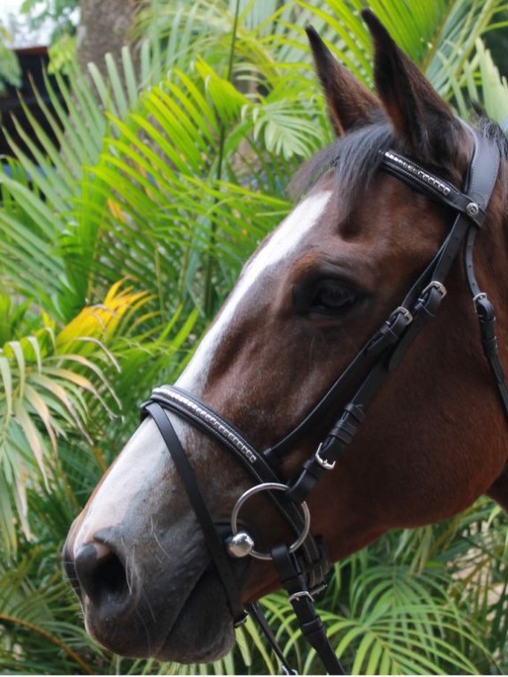 CABEÇADA HDR ANATÔMICA METAL