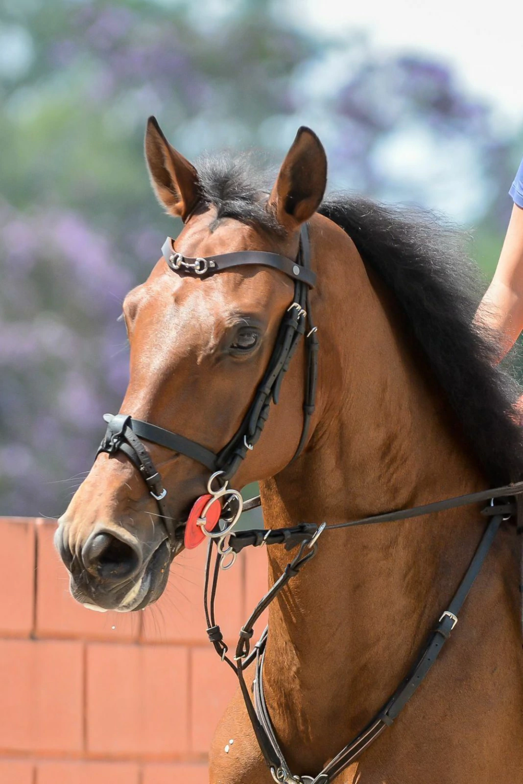 whatsapp-image-2025-02-10-at-12-39-38-861072afb3b149bb2017392334879808-1024-1024